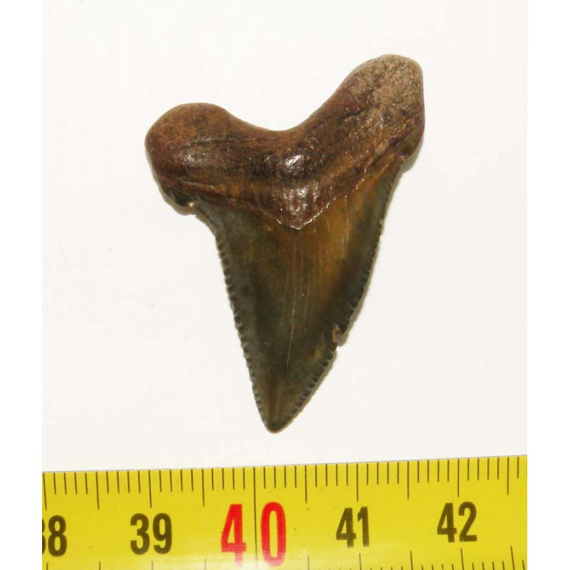 dent de requin Carcharocles chubutensis ( 4.0  cms - 037 )