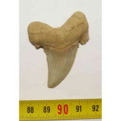 dent de requin Carcharocles auriculatus  ( 037 )
