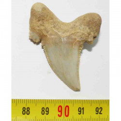 dent de requin Carcharocles auriculatus  ( 037 )
