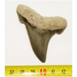 dent de requin Carcharocles auriculatus  ( 6.4 cms - 36 )