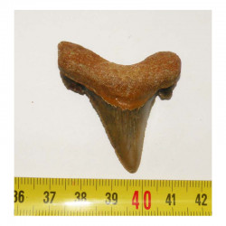 dent de requin Carcharocles auriculatus  ( 5.1 cms - 31 )