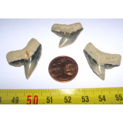 3 dents de requin Galeocerdo Cuvier ( USA - 015 )