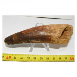 dent dinosaure Spinosaurus Aegypticus ( 11.8 cms - 133)