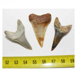 3 dents de requin Isurus hastalis ( 038 )
