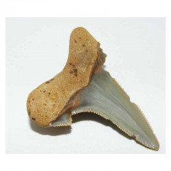 dent de requin Carcharocles auriculatus ( 4.6 cms - 013 )