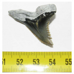 dent de requin Snaggletooth Hemipristis ( USA - 010 )