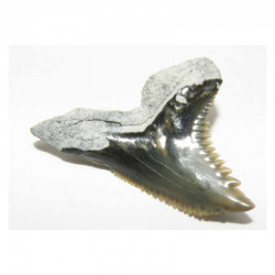 dent de requin Snaggletooth Hemipristis ( USA - 010 )