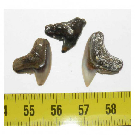 lot de 3 dents fossiles de Galeocerdo Aduncus( Faluns - 006 )