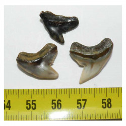 lot de 3 dents fossiles de Galeocerdo Aduncus( Faluns - 006 )