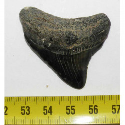 dent de requin Carcharodon megalodon ( 4.5 cms - 233 )
