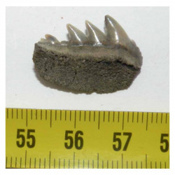dent de requin Notorynchus primigenius (  Pays Bas - 003 )