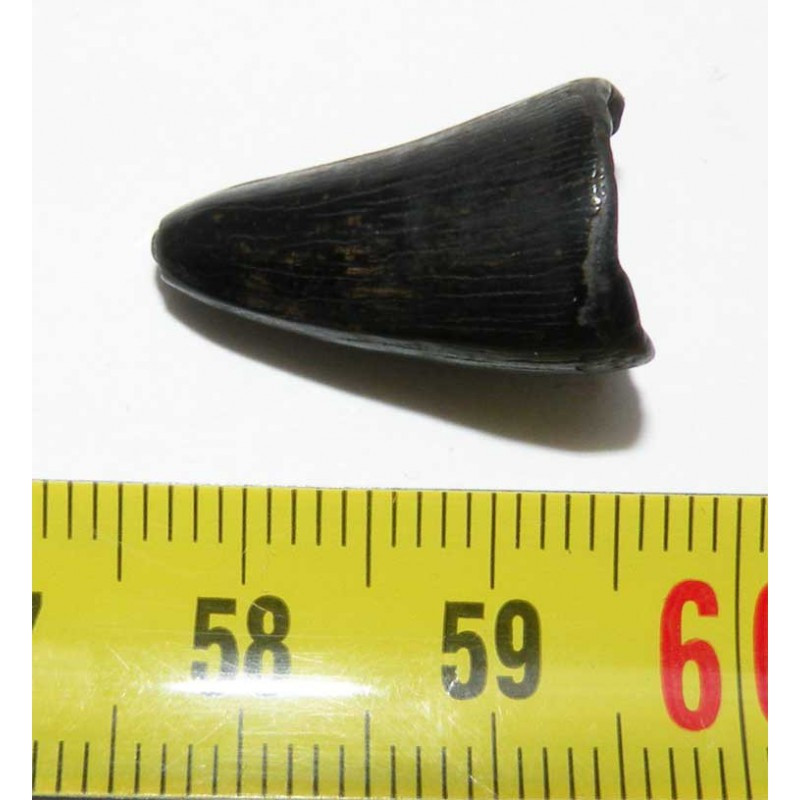 1 dent fossile d Alligator mississippiensis ( USA - 027 )