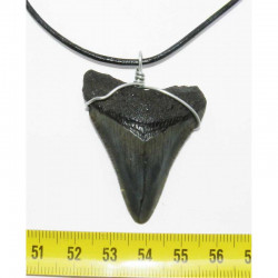 Collier pendentif  dent de requin fossile ( Meg - 053 )