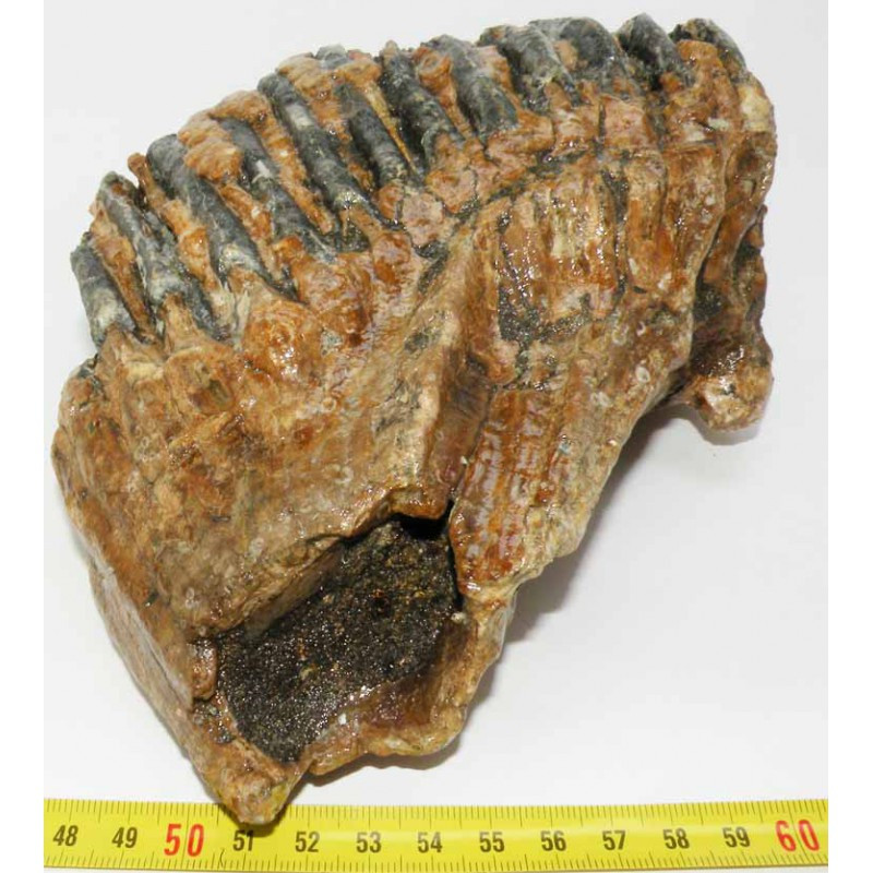 molaire de mammouth fossilisé - dent de mammouth a vendre