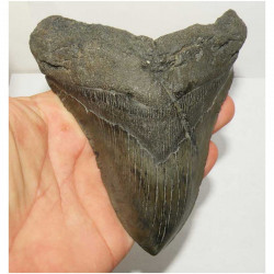 dent de requin Carcharodon megalodon ( 13.4 cms - 200 )