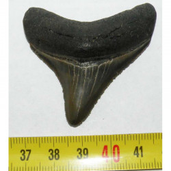 dent de requin Carcharodon megalodon ( 5.4.cms - 206 )
