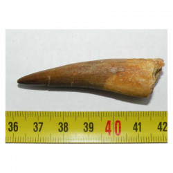 Dent de Plésiosaure  ( Maroc - 001 )