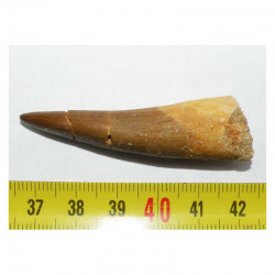Dent de Plésiosaure  ( Maroc - 001 )
