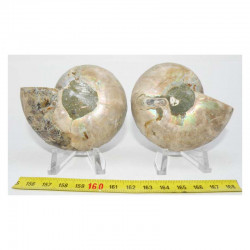 Ammonite de Madagascar Sciée et polie  ( 165 grammes - 021 )