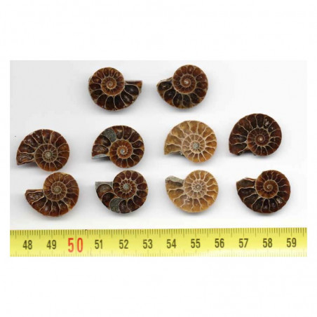lot de 5 Ammonites de Madagascar Sciées et polies  ( 006 )