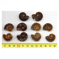 lot de 5 Ammonites de Madagascar Sciées et polies  ( 005 )
