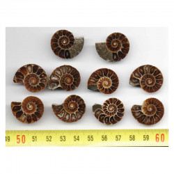 lot de 5 Ammonites de Madagascar Sciées et polies  ( 002 )