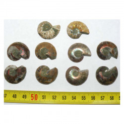 lot de 5 Ammonites de Madagascar Sciées et polies  ( 002 )