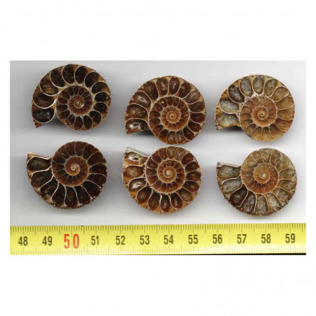 lot de 3 Ammonites de Madagascar Sciées et polies ( 009 )