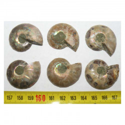 lot de 3 Ammonites de Madagascar Sciées et polies ( 009 )