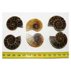 lot de 3 Ammonites de Madagascar Sciées et polies  ( 007 )