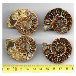 lot de 2 Ammonites Sciées et polies de Madagascar ( 013 )