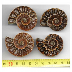 lot de 2 Ammonites de Madagascar Sciées et polies  ( 012 )