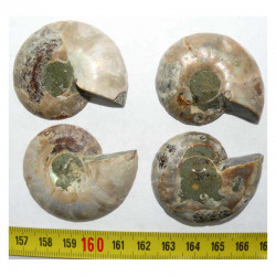 lot de 2 Ammonites de Madagascar Sciées et polies  ( 012 )