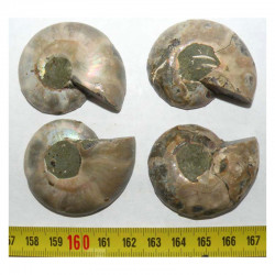 lot de 2 Ammonites de Madagascar Sciées et polies ( 011 )
