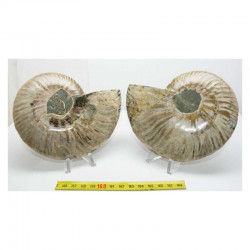 Ammonite de Madagascar Sciée et polie ( 500 grammes - 020 )