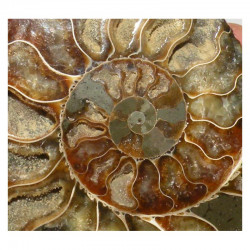 Ammonite de Madagascar Sciée et polie ( 500 grammes - 020 )