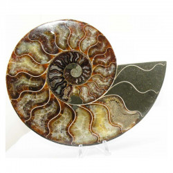 Ammonite de Madagascar Sciée et polie ( 1090 grammes - 018 )