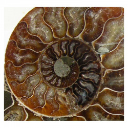 Ammonite de Madagascar Sciée et polie ( 1090 grammes - 018 )