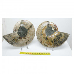Ammonite de Madagascar Sciée et polie ( 580 grammes - 015 )