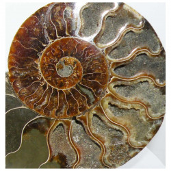 Ammonite de Madagascar Sciée et polie ( 580 grammes - 015 )