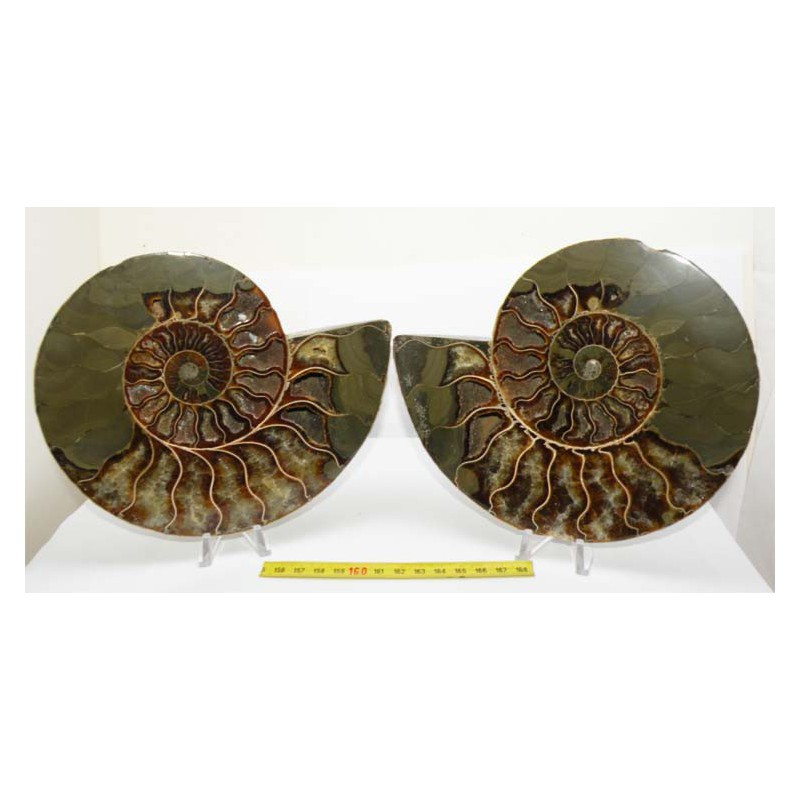 Ammonite de Madagascar Sciée et polie ( 1300 grammes - 017 )