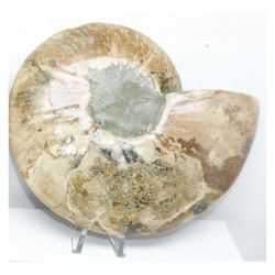 Ammonite de Madagascar Sciée et polie ( 1300 grammes - 017 )