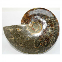 Ammonite de Madagascar polie ( 1500 grammes - 026 )