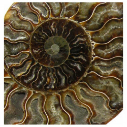 Ammonite de Madagascar polie ( 1500 grammes - 026 )