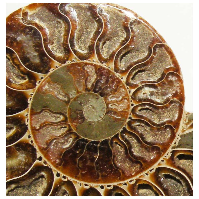 Fossile Dinosaure Collection Serafino Véritable Ammonite De Madagascar Fossil 150 Millions Fossiles Véritables