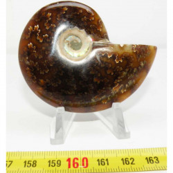 Ammonite de Madagascar polie ( 60 grammes - 024 )
