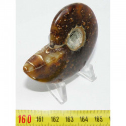 Ammonite de Madagascar polie ( 60 grammes - 024 )