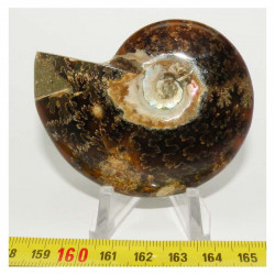 Ammonite de Madagascar polie ( 91 grammes - 022 )