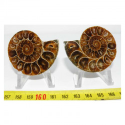 Ammonite de Madagascar Sciée et polie  ( 66 grammes - 028 )