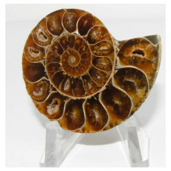 Ammonite de Madagascar Sciée et polie  ( 66 grammes - 028 )